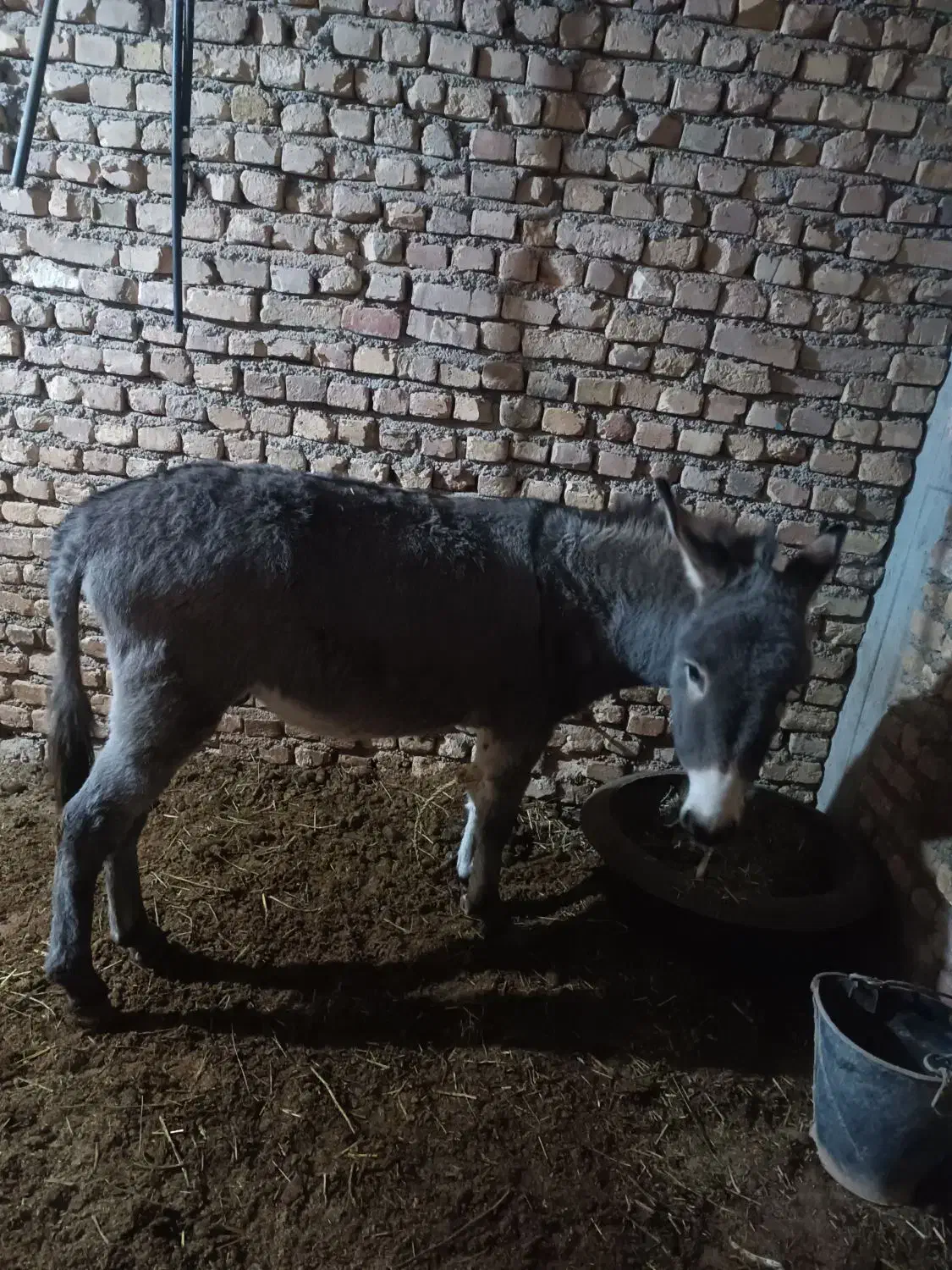 خر نر دوسال جوان|حیوانات مزرعه|بجنورد, |دیوار