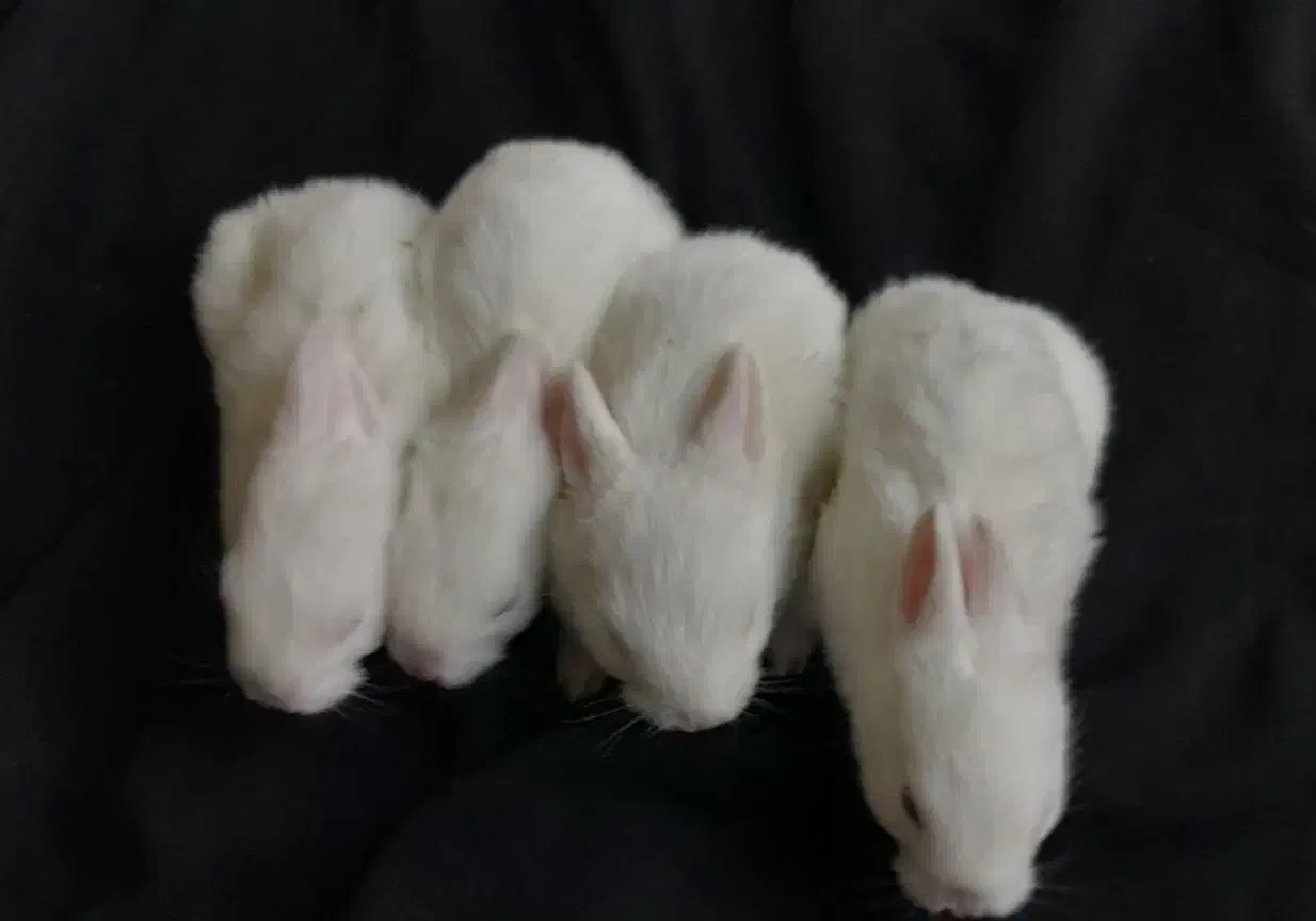 خرگوش آلبینو|موش و خرگوش|سمنان, |دیوار