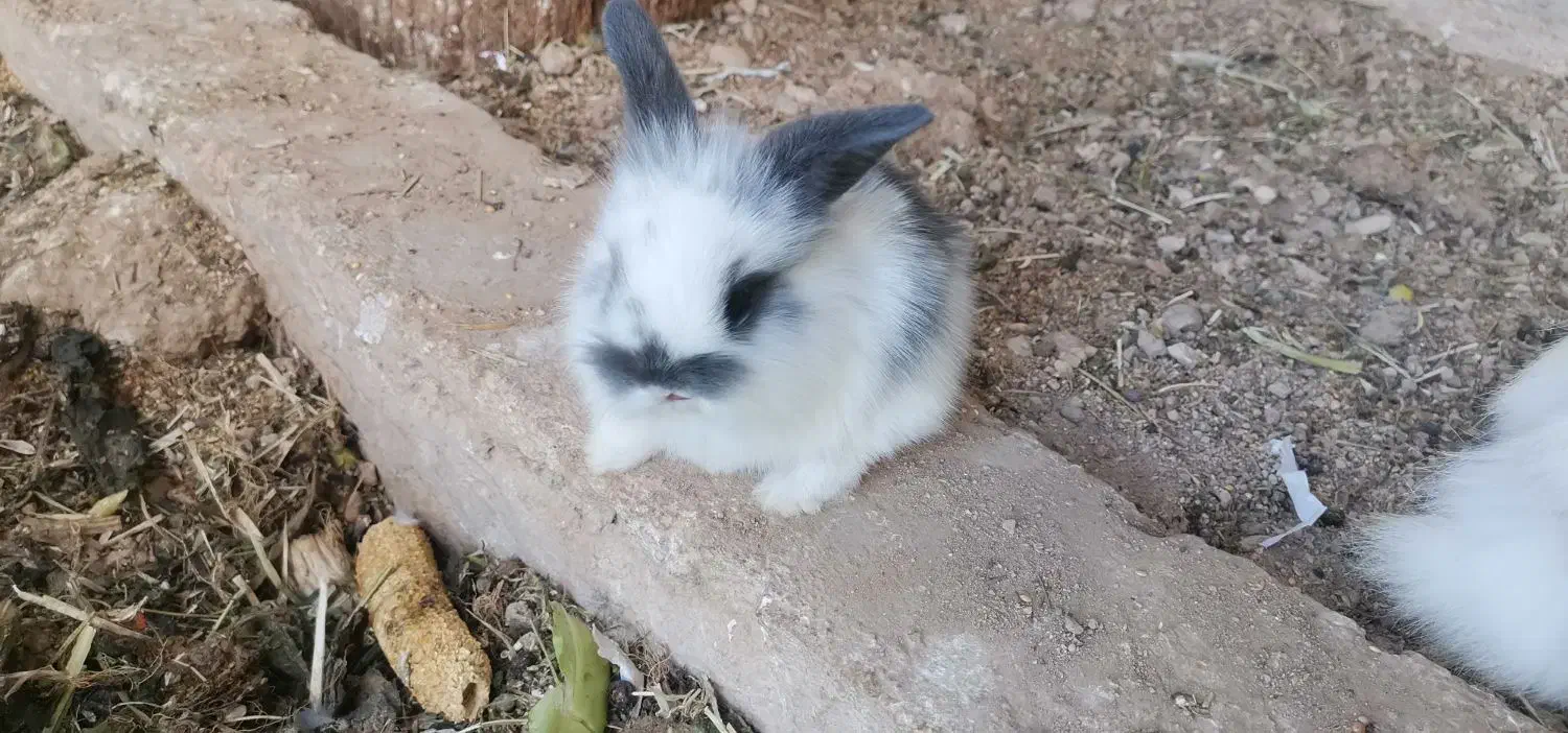 خرگوش لپ|موش و خرگوش|جم, |دیوار