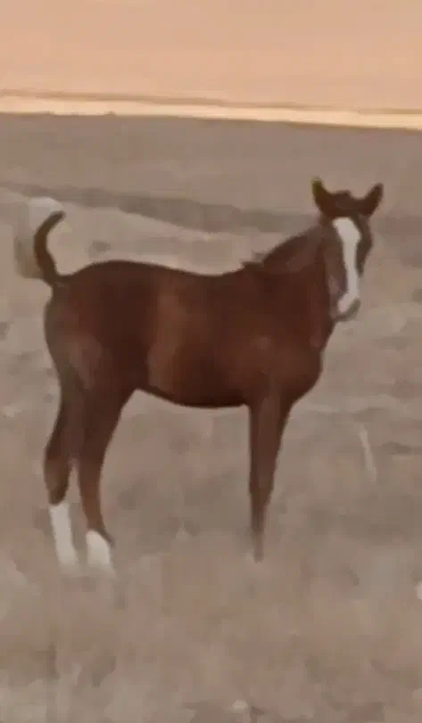 اسب کره مادیان وکره نریان|اسب و تجهیزات اسبسواری|قم, الغدیر|دیوار