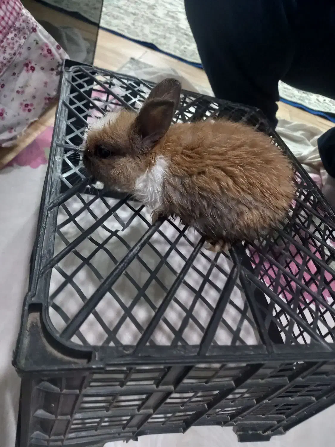 خرگوش|موش و خرگوش|پاکدشت, پاکدشت (مامازند)|دیوار