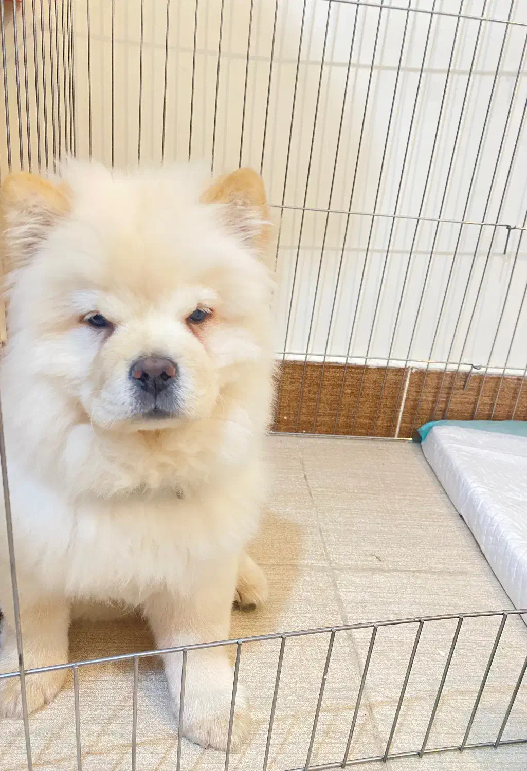 توله چاعوچاعو|سگ|بندرعباس, |دیوار