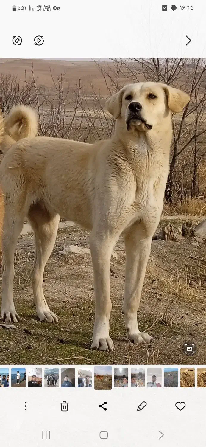 گمشده|سگ|بزینه رود, |دیوار