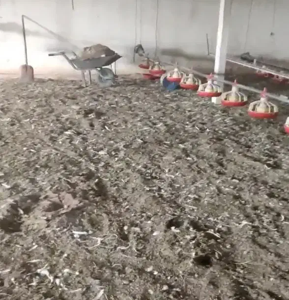 کود مرغی|خدمات باغبانی و درختکاری|جیرفت, |دیوار