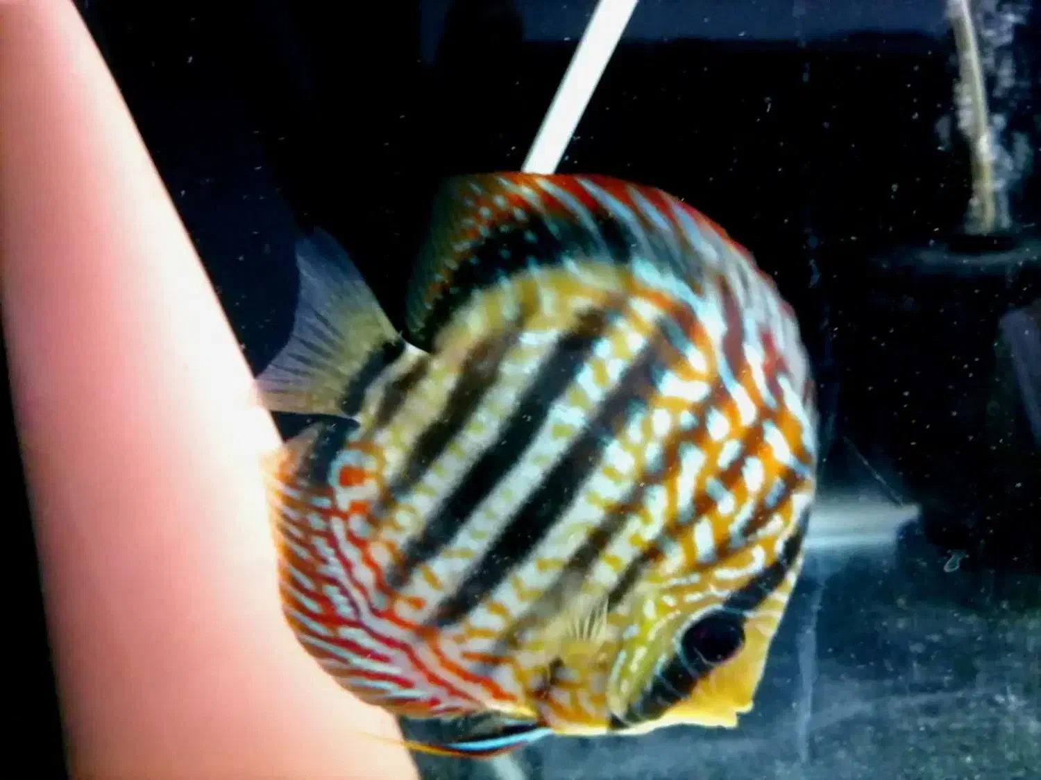 ماهی دیسکس|ماهی|تهران, اقدسیه|دیوار