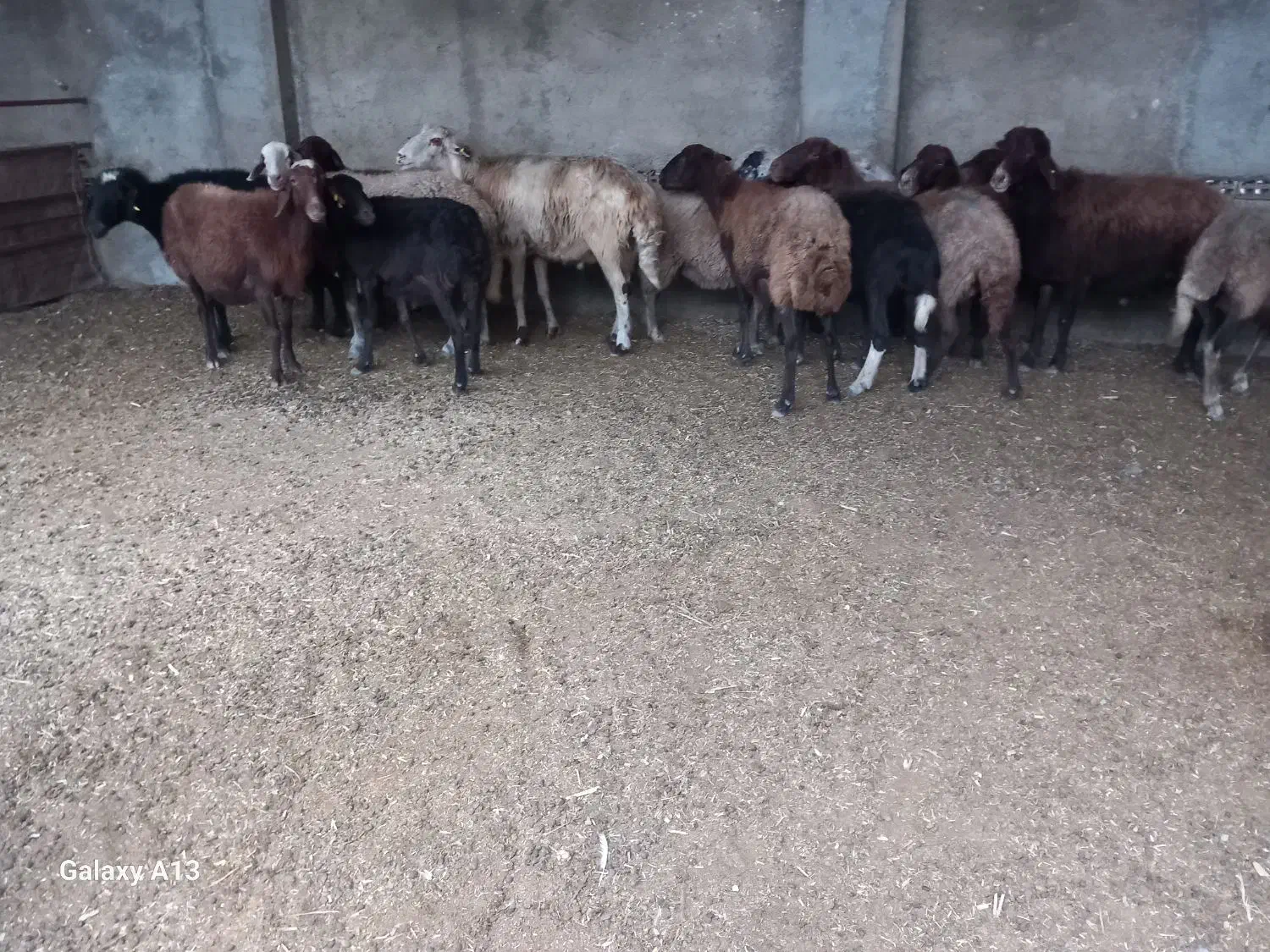 ۱۴عدد گوسفند دوعدد قوچ جوان یکی بره دار|حیوانات مزرعه|سیجوال, |دیوار