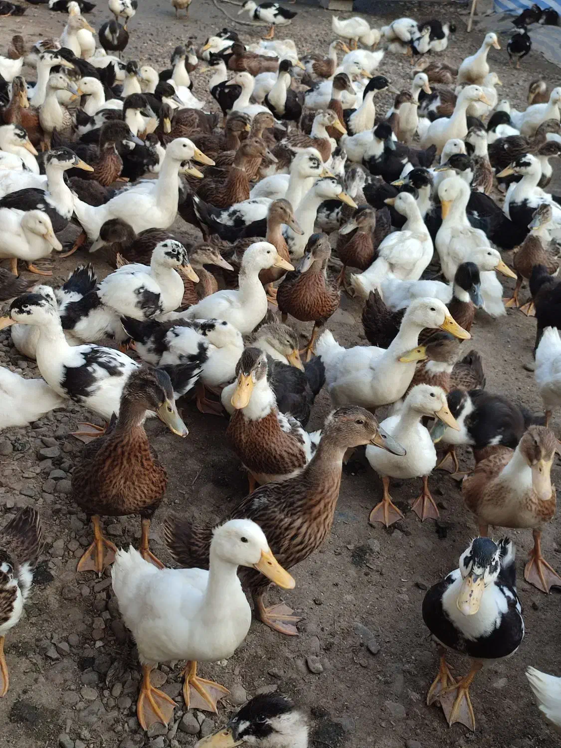 اردک نیمچه پکنی|حیوانات مزرعه|رشت, احمد گوراب|دیوار