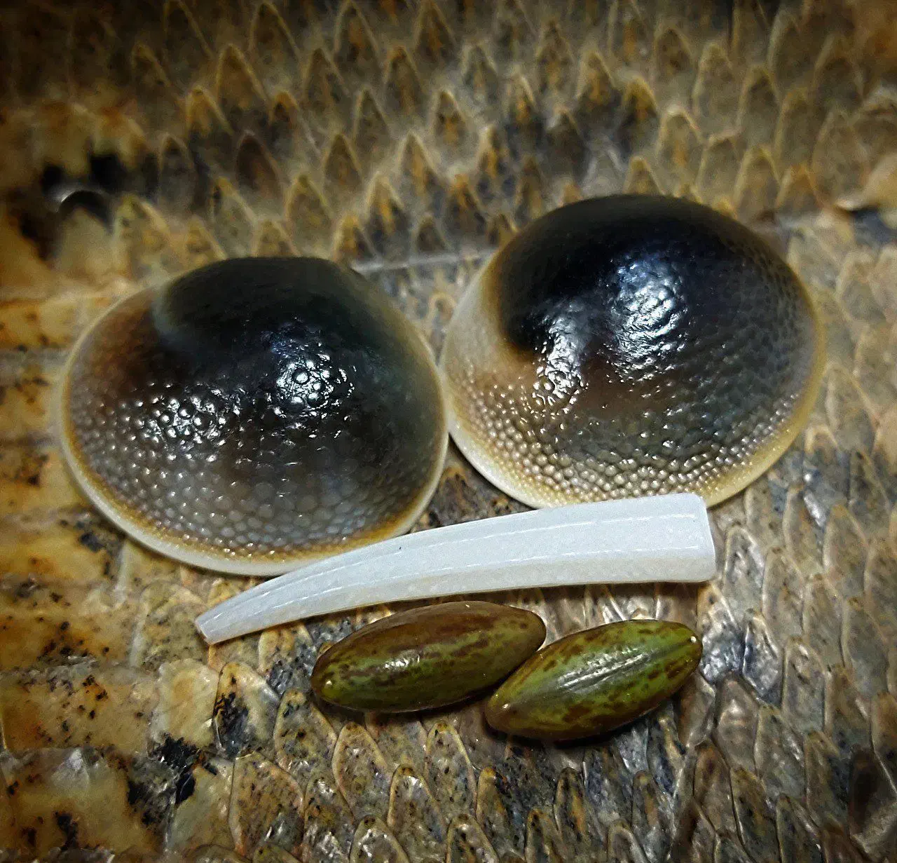 سنگ|جواهرات|کرج, شهرک بهارستان|دیوار