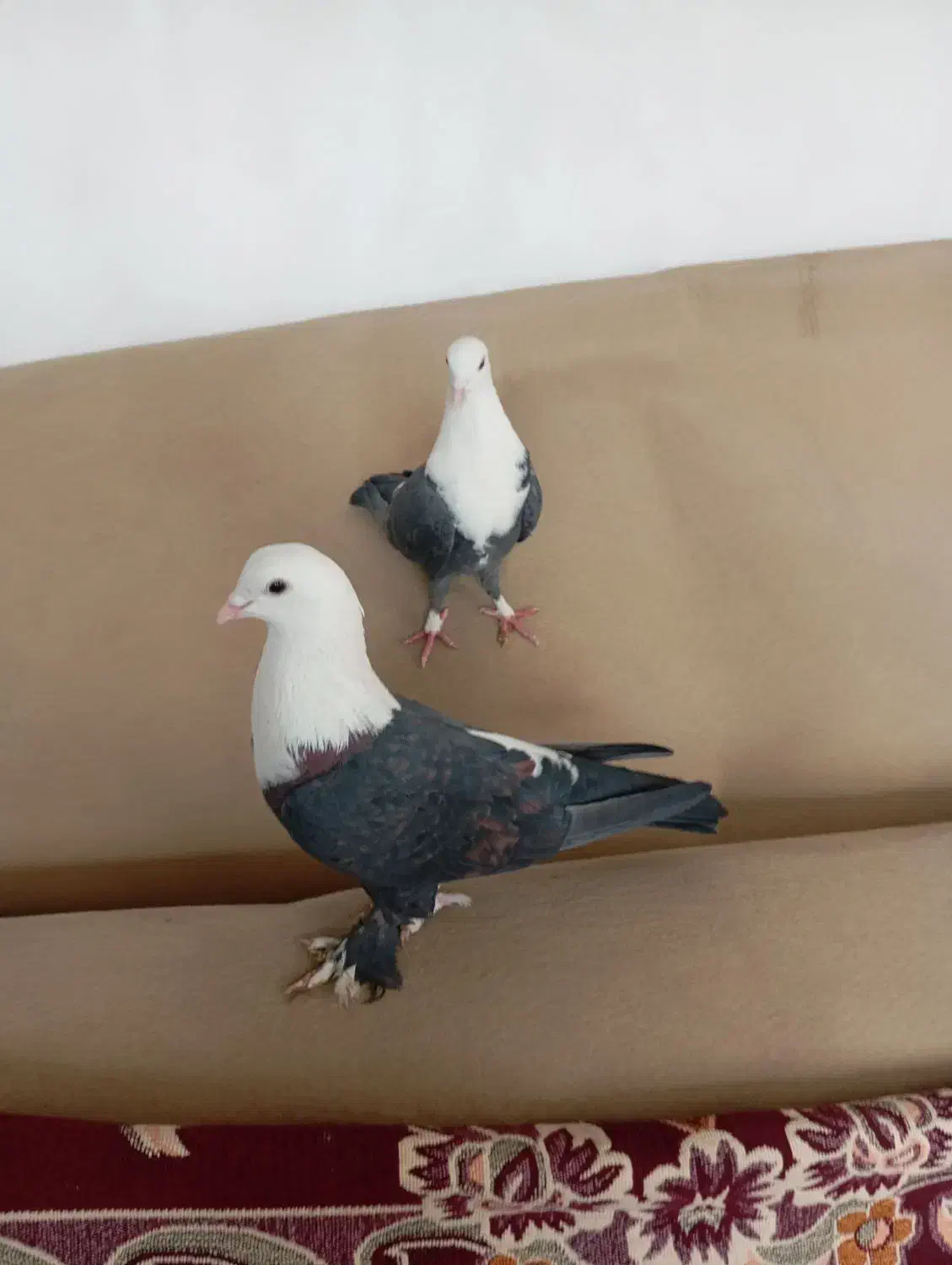 کفتر|پرنده|گلستان (تهران), |دیوار