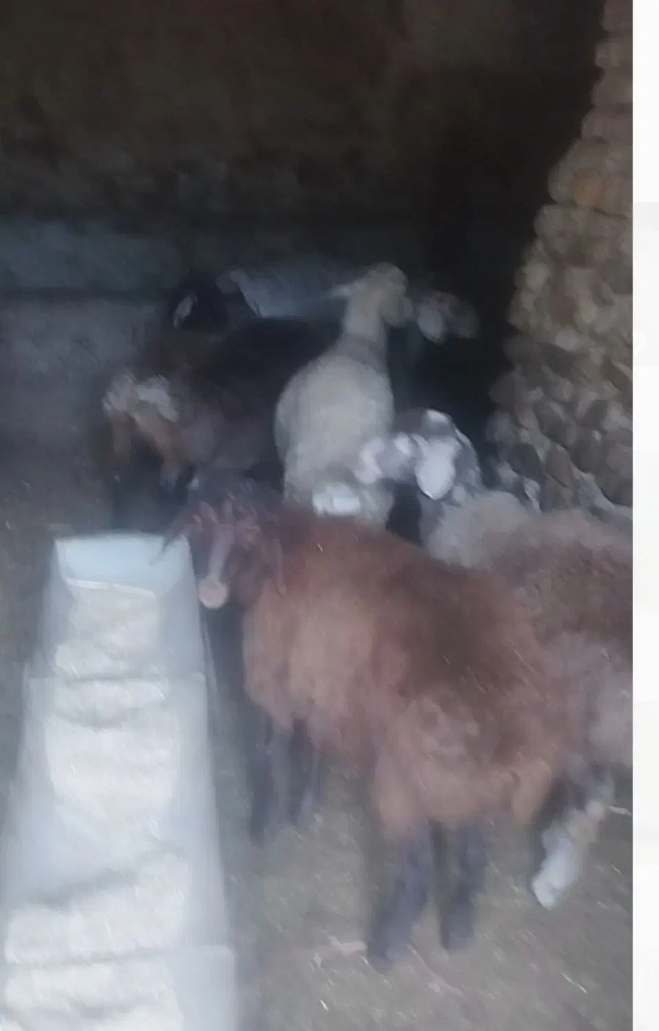 گسفند|حیوانات مزرعه|مینودشت, |دیوار