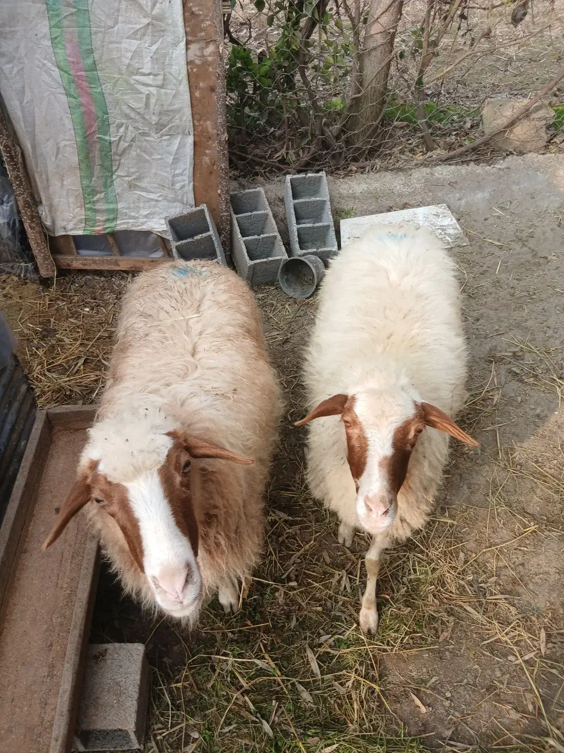 گوسفنده شکم دار|حیوانات مزرعه|رودسر, |دیوار