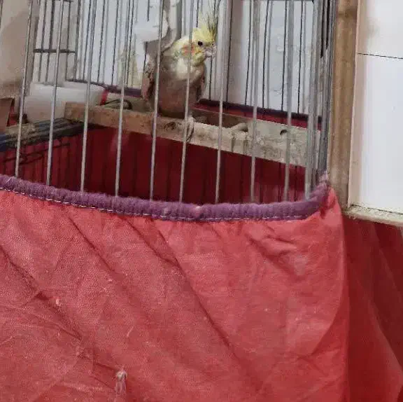 عروس ماده آماده|پرنده|یزد, |دیوار