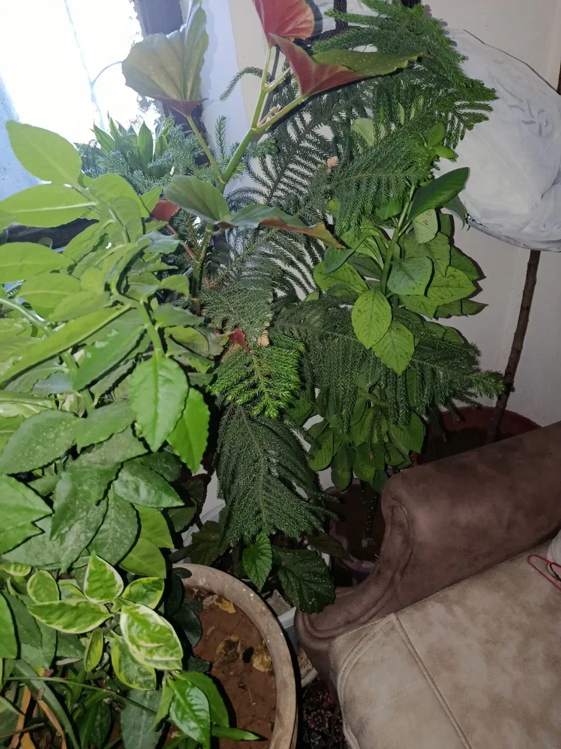 فروش گلهای زینتی|گل و گیاه طبیعی|یاسوج, |دیوار