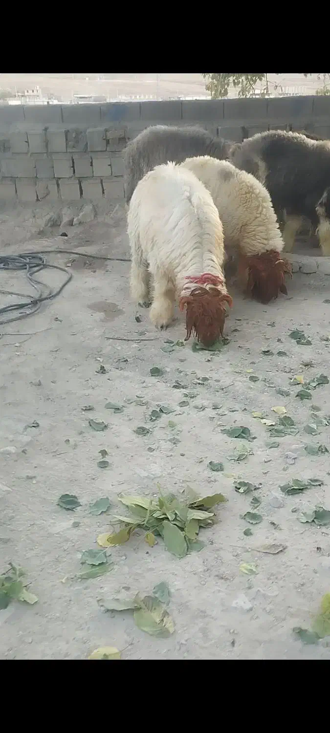 بره قوچ اصل بختیاری|حیوانات مزرعه|کوهرنگ, |دیوار