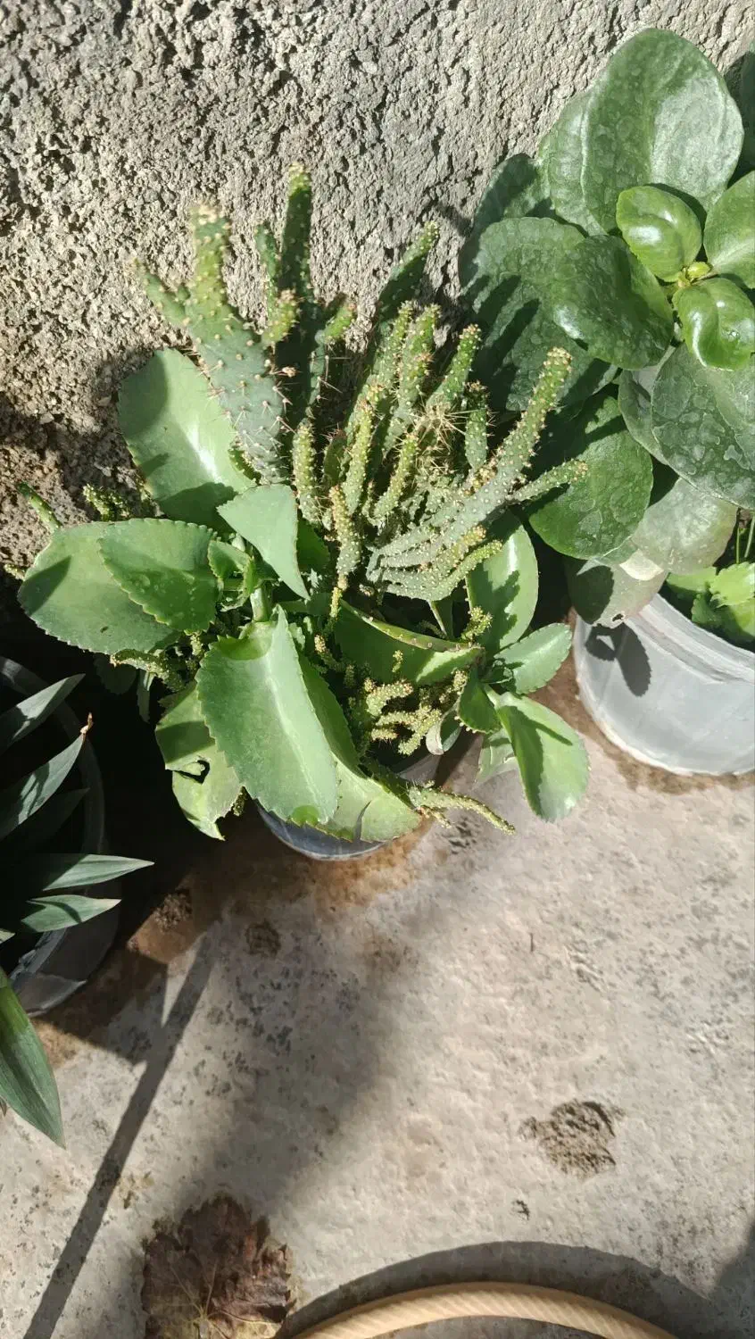 فروش گلهای زیبای آپارتمانی|گل و گیاه طبیعی|آزادشهر, |دیوار