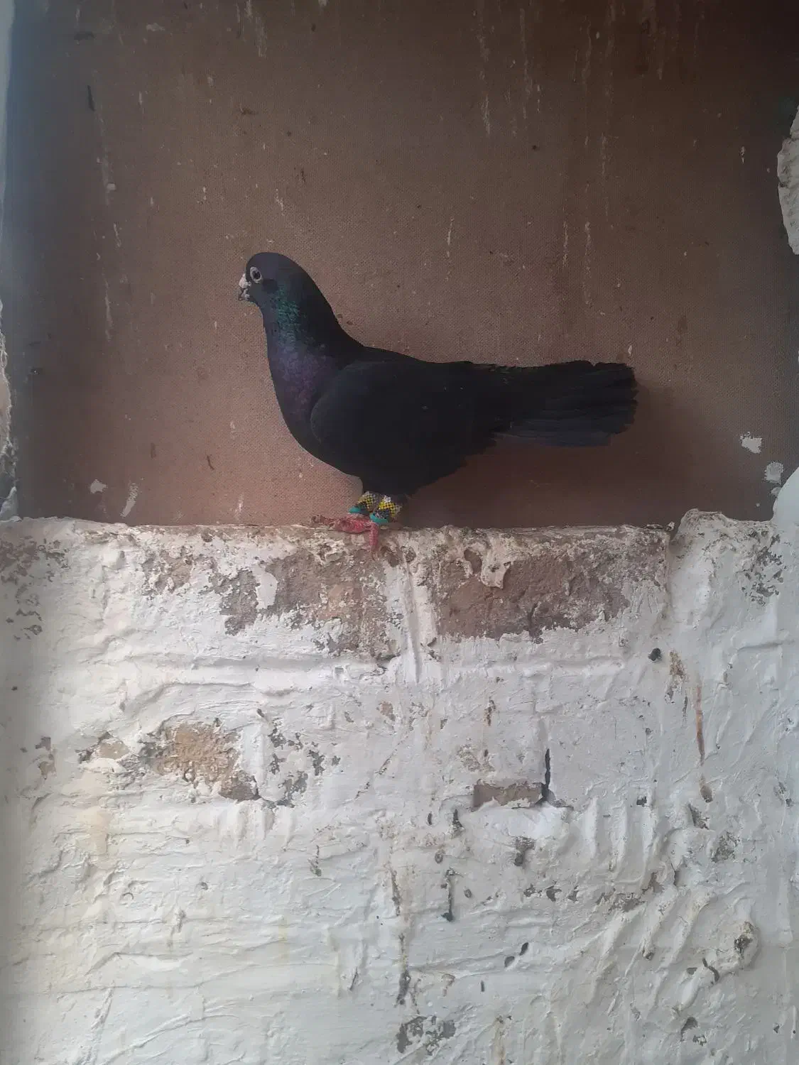 کبوتر|پرنده|مشهد, آبکوه|دیوار