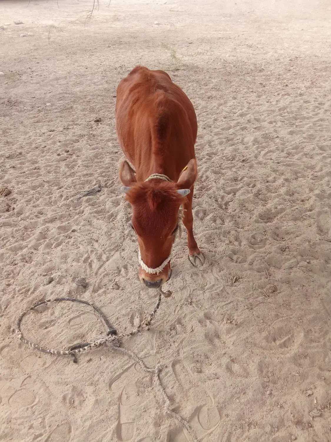 پروگاوداشتی اطراف جلابی|حیوانات مزرعه|تخت, |دیوار