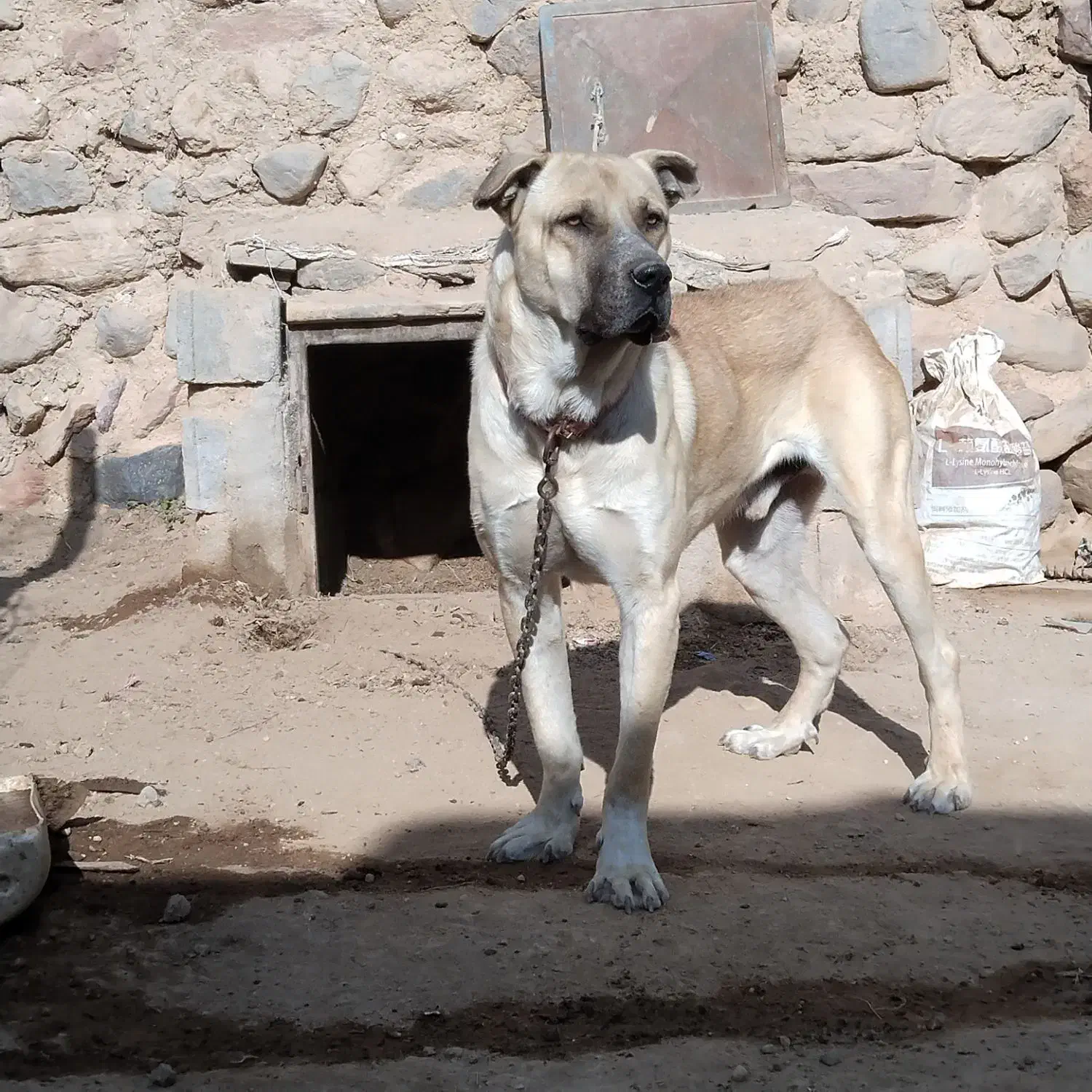 سگ عراقی ۱۸ ماهه|سگ|تبریز, |دیوار