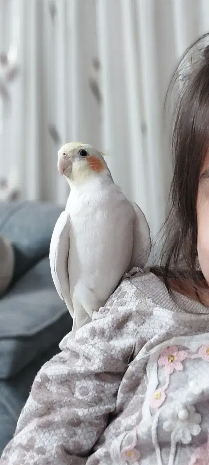 پرنده گمشده|حیوانات|شاهین‌شهر, خانه کارگر|دیوار