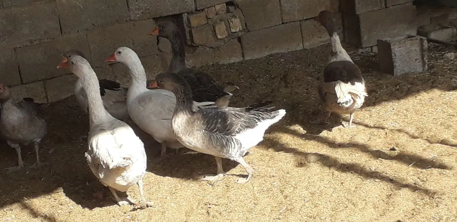 غاز|حیوانات مزرعه|قهدریجان, |دیوار