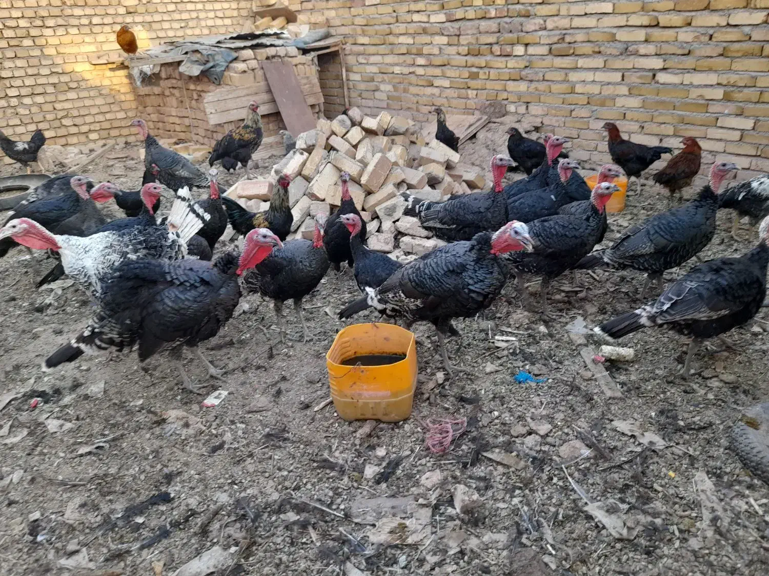 بوقلمون نر و ماده|حیوانات مزرعه|دشتابی, |دیوار