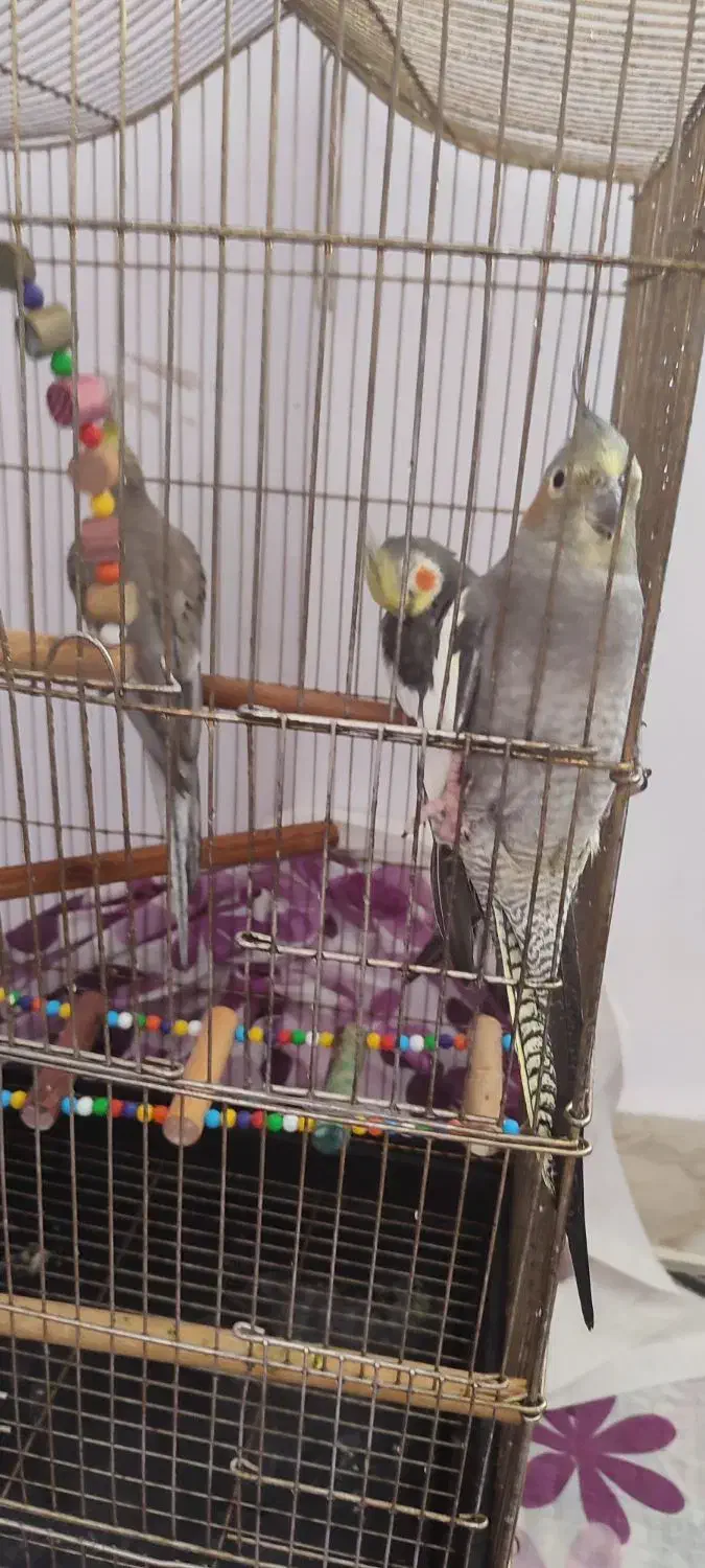 طوطی عروس|پرنده|محمدیه-قزوین, |دیوار