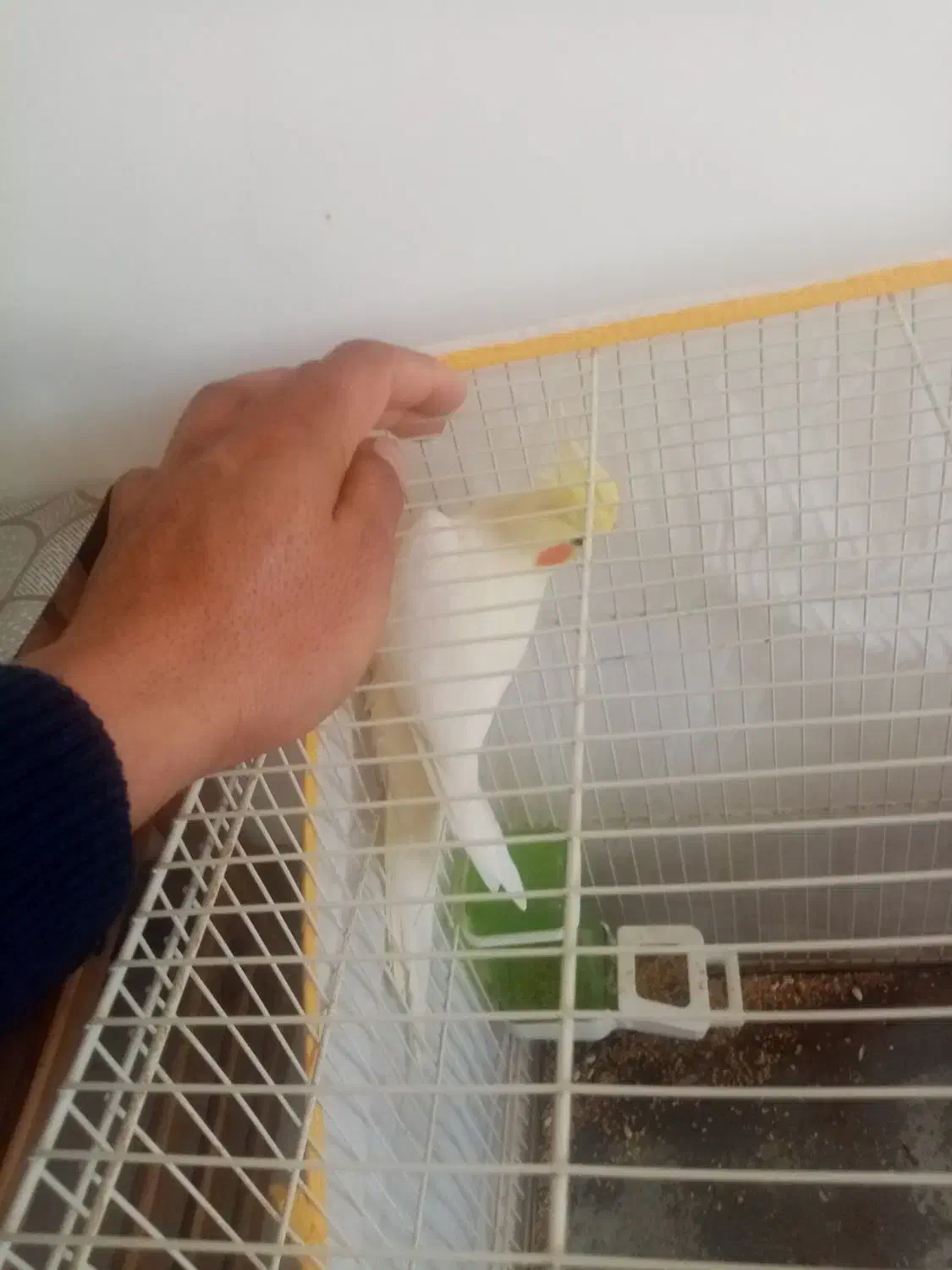 عروس هلندی کاملا دستی|پرنده|تایباد, |دیوار