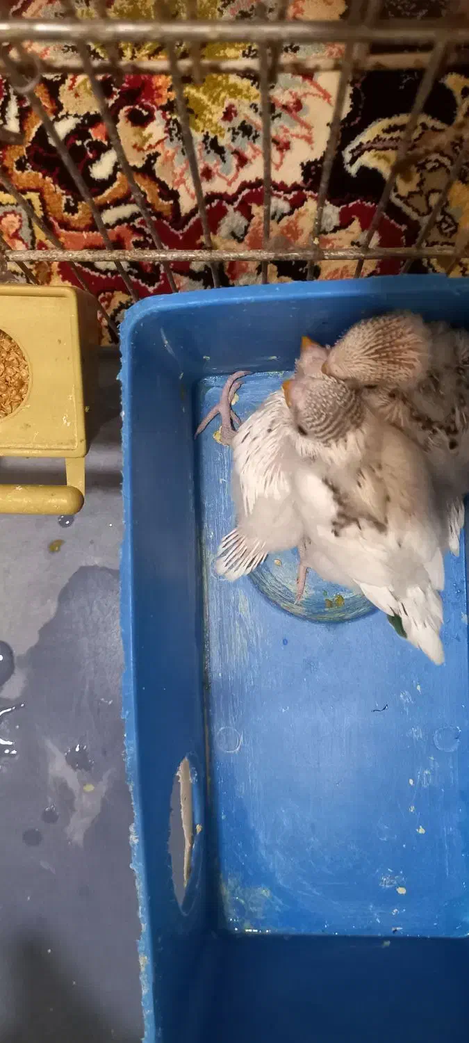 مرغ عشق مولد|پرنده|ملارد, |دیوار