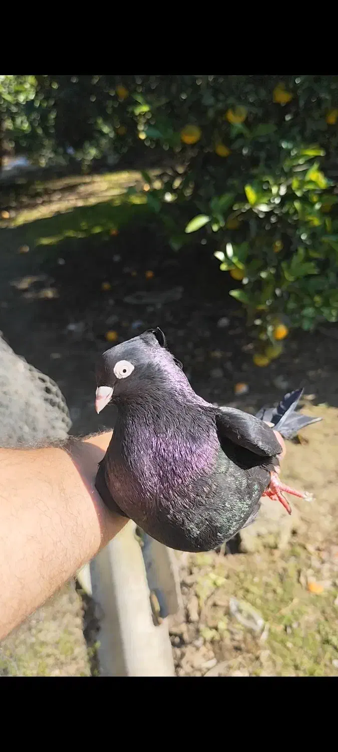 کبوتر زاغ آبادانی|پرنده|تهران, بوستان سرخه حصار|دیوار