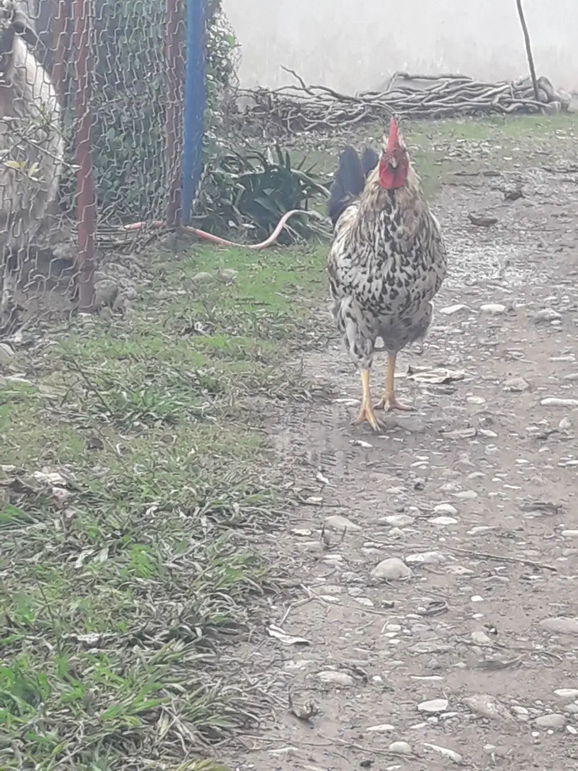 فروش خروس و غاز|حیوانات مزرعه|لیسار, |دیوار