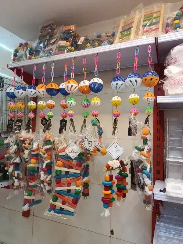 انواع طوطی|پرنده|اردبیل, |دیوار