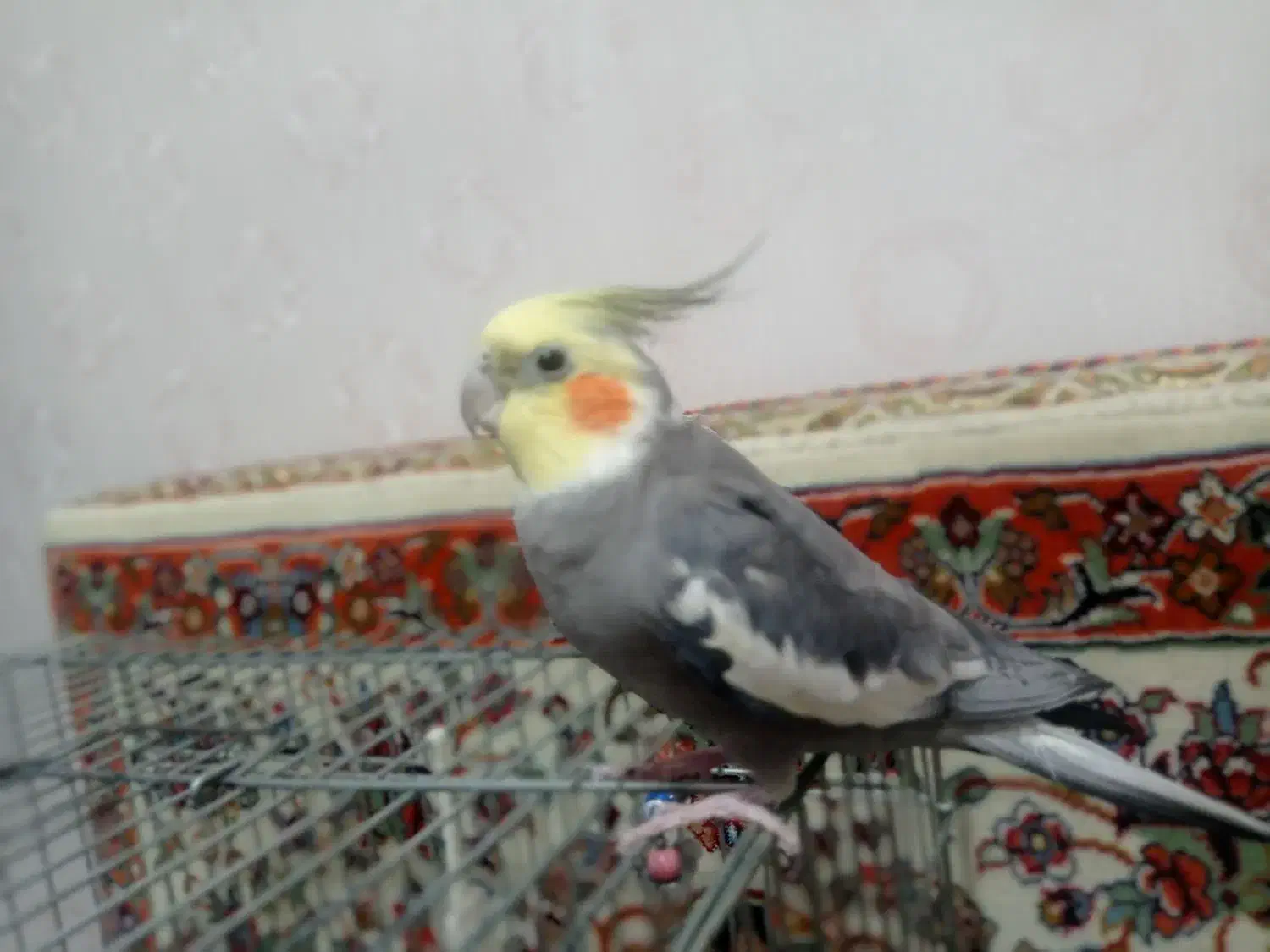 عروس هلندی|پرنده|مشکیندشت, |دیوار