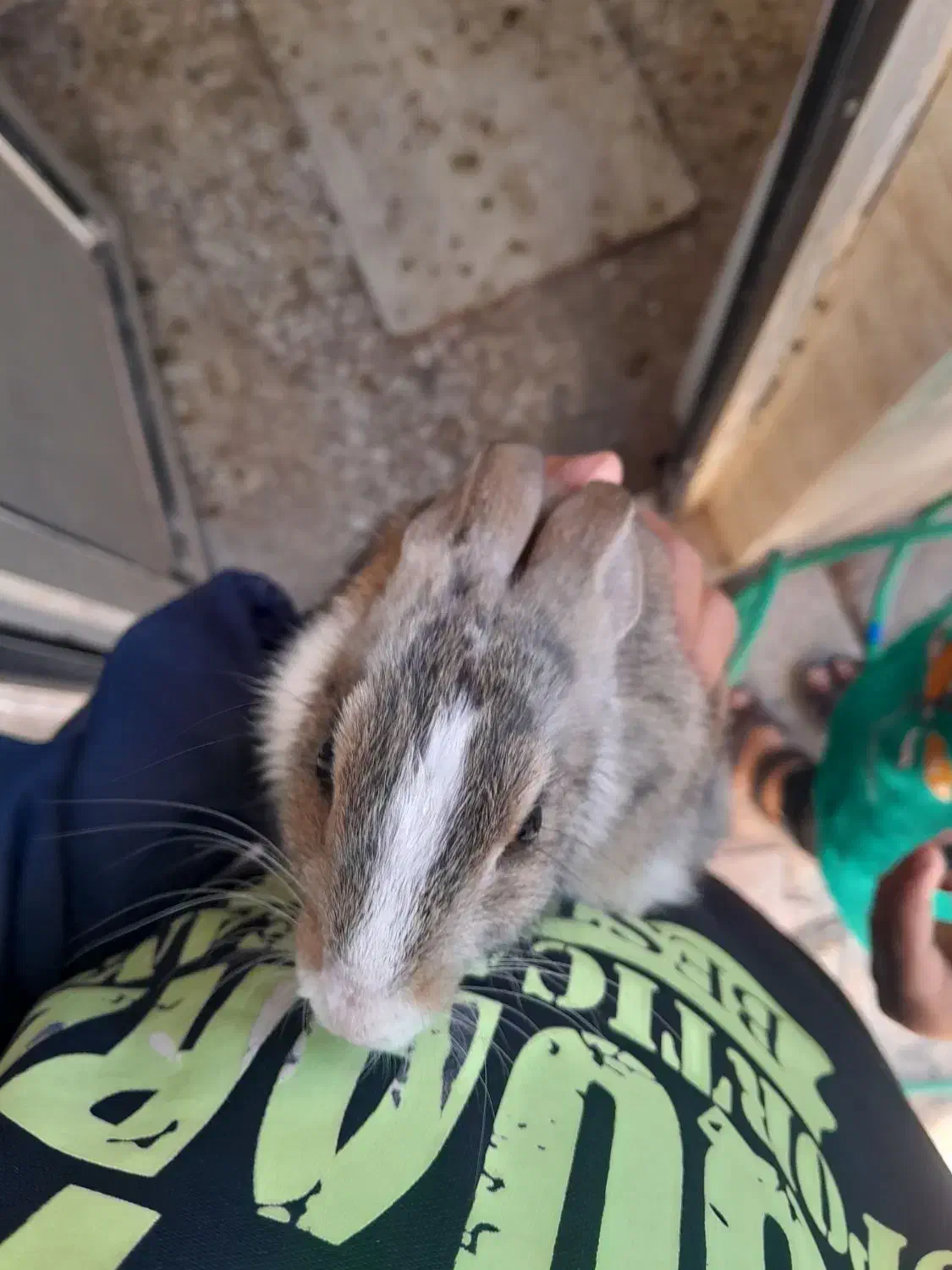 خرگوش|موش و خرگوش|زرندیه, |دیوار