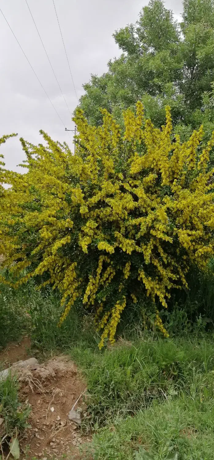 زرشک آبدار|خوردنی و آشامیدنی|سربیشه, |دیوار