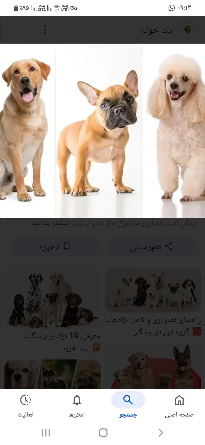 سگ پیدا شده|حیوانات|اصفهان, بهاران|دیوار