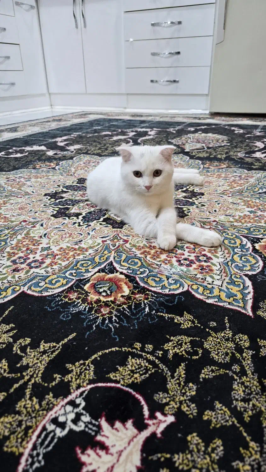 گربه بریتیش|گربه|قشم, |دیوار