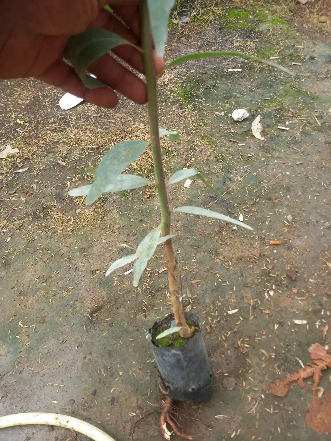 نهال اکالیپتوس ۲ ساله و ۱ ساله|خدمات باغبانی و درختکاری|علی‌آباد کتول, |دیوار