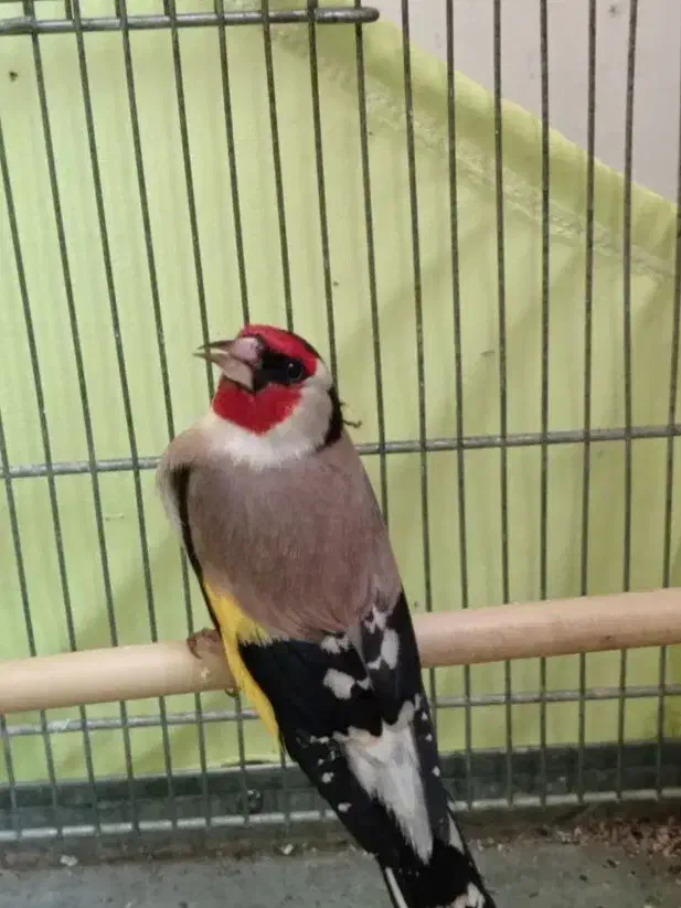 سهره|پرنده|پاکدشت, پاکدشت (مامازند)|دیوار