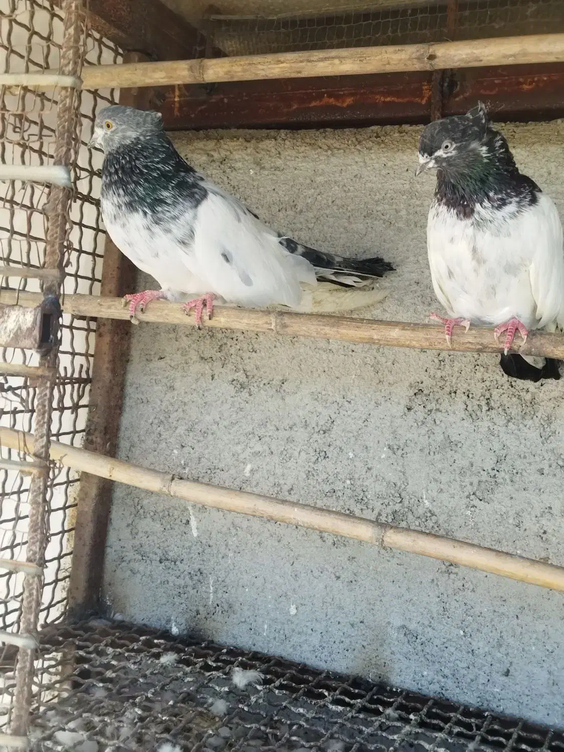 کبوتر کله دم سبز|پرنده|قائم‌شهر, |دیوار