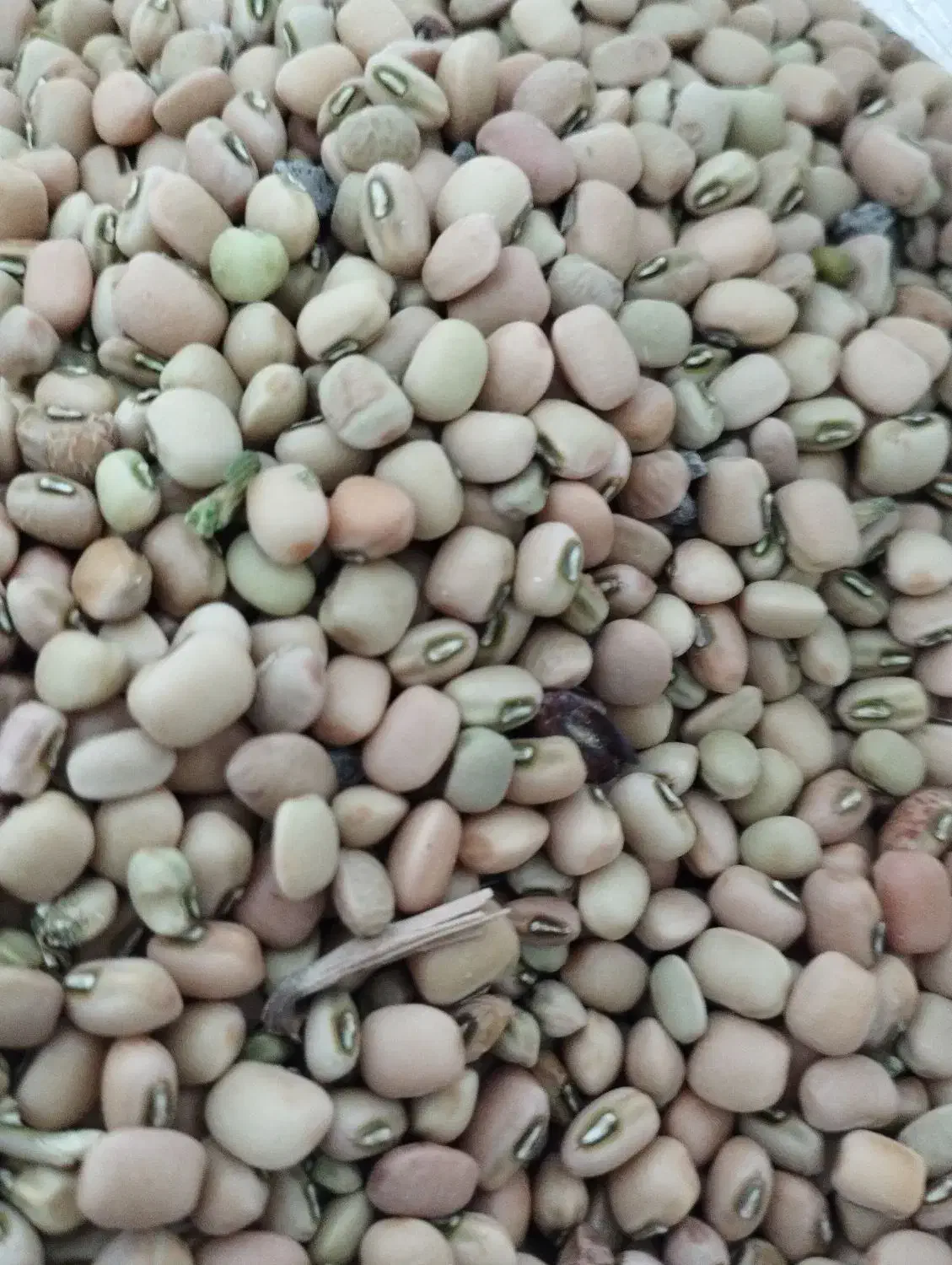 لوبیا آشی کیلویی 120|خوردنی و آشامیدنی|دره شهر, |دیوار