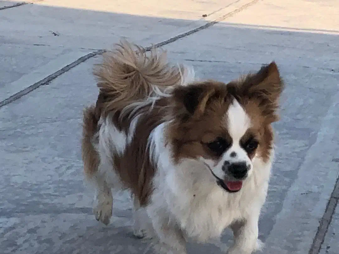 سگ پامر اشپیتز|سگ|سیرجان, |دیوار