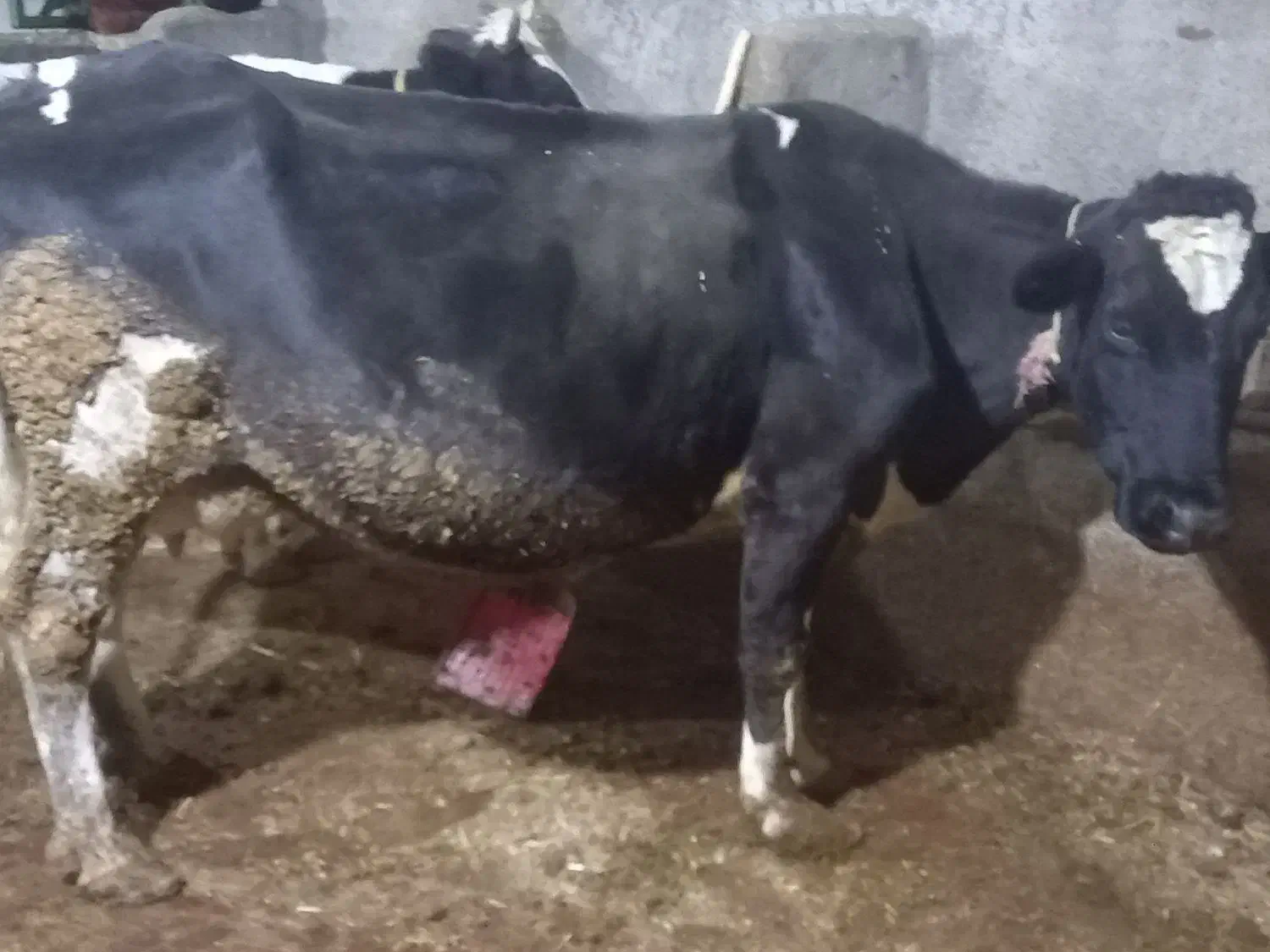 گاوه هولشتان با گوساله بزرگ|حیوانات مزرعه|هشترود, |دیوار