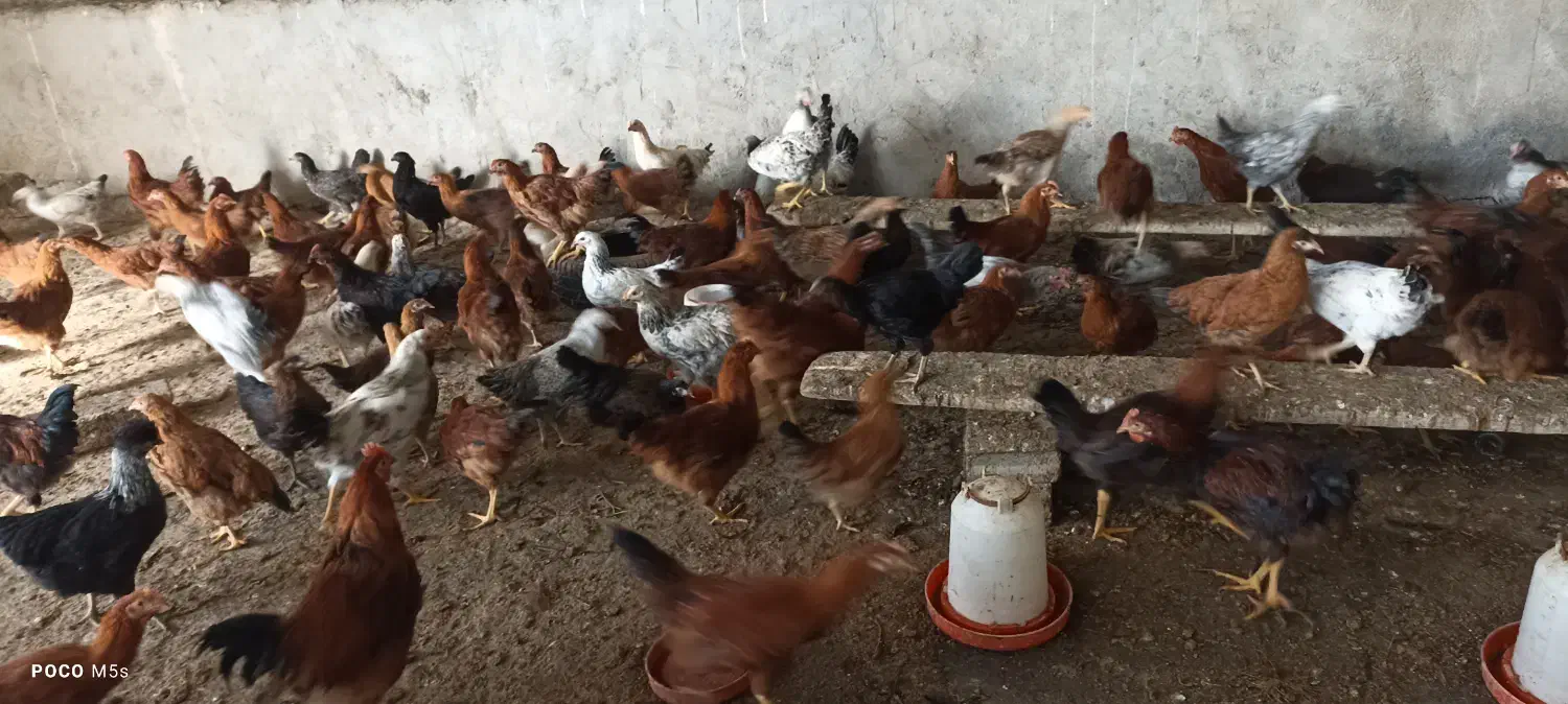 فروش جوجه نیمچه مرغ و خروس ۴/۵ماهه|حیوانات مزرعه|طرقبه, |دیوار