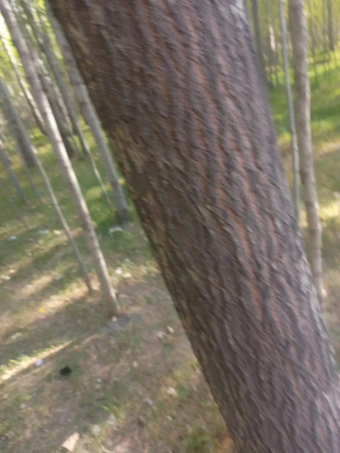 خریدار انواع چوب|خدمات باغبانی و درختکاری|شهرکرد, |دیوار