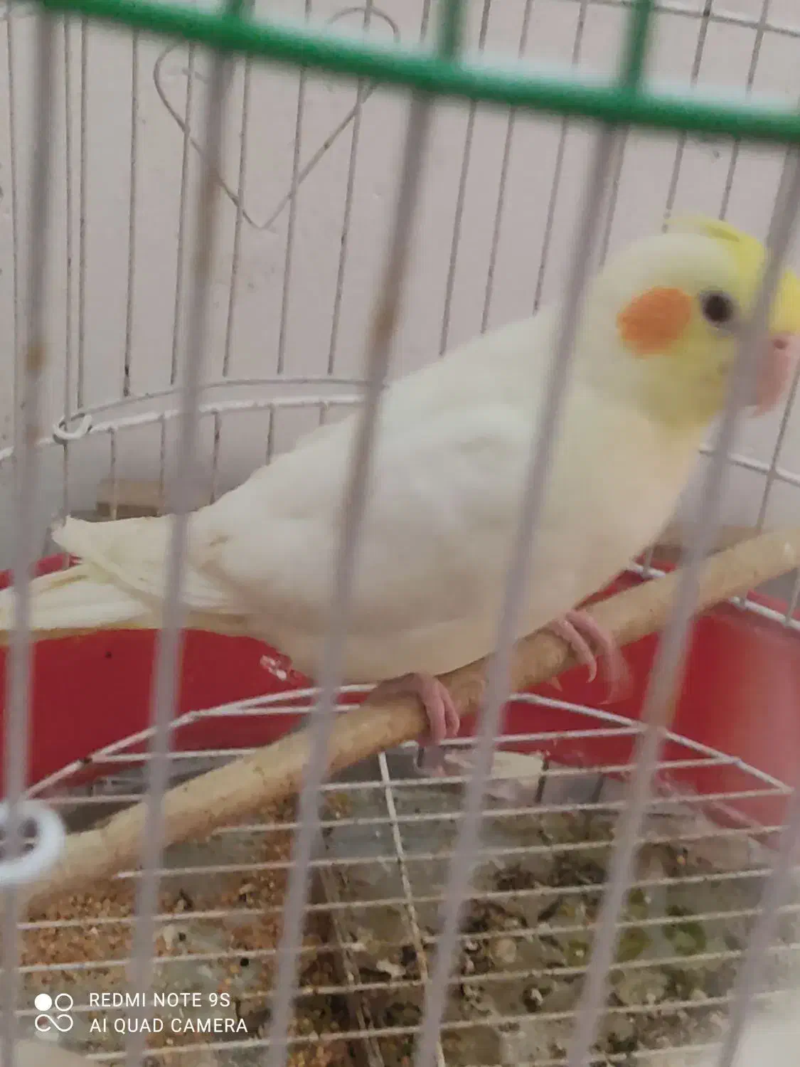 جوجه3ماهه لوتینو والبینوباجفت طوطی کتوله|پرنده|دزفول, |دیوار