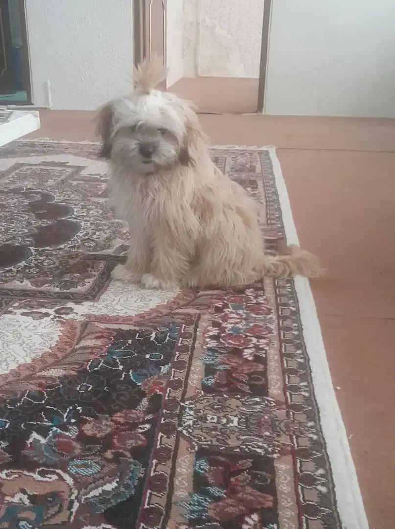 سگ شیتسو کراس|سگ|ارومیه, |دیوار