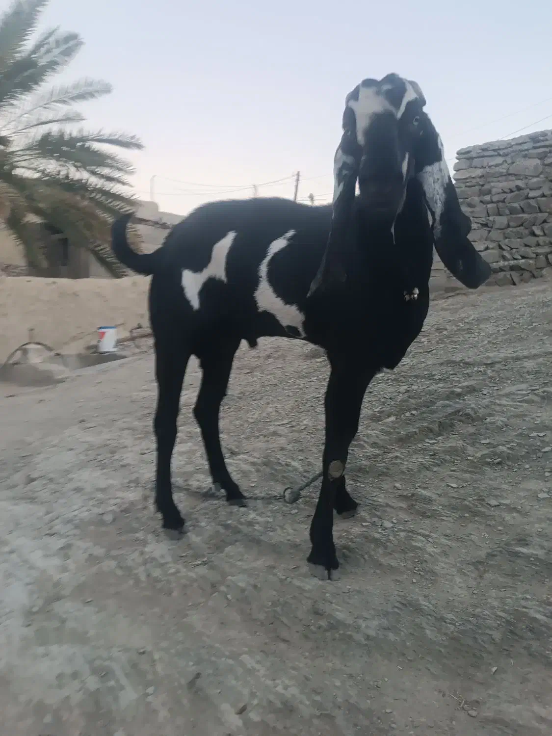 پاچن پنجاپ|حیوانات مزرعه|بم پشت, |دیوار