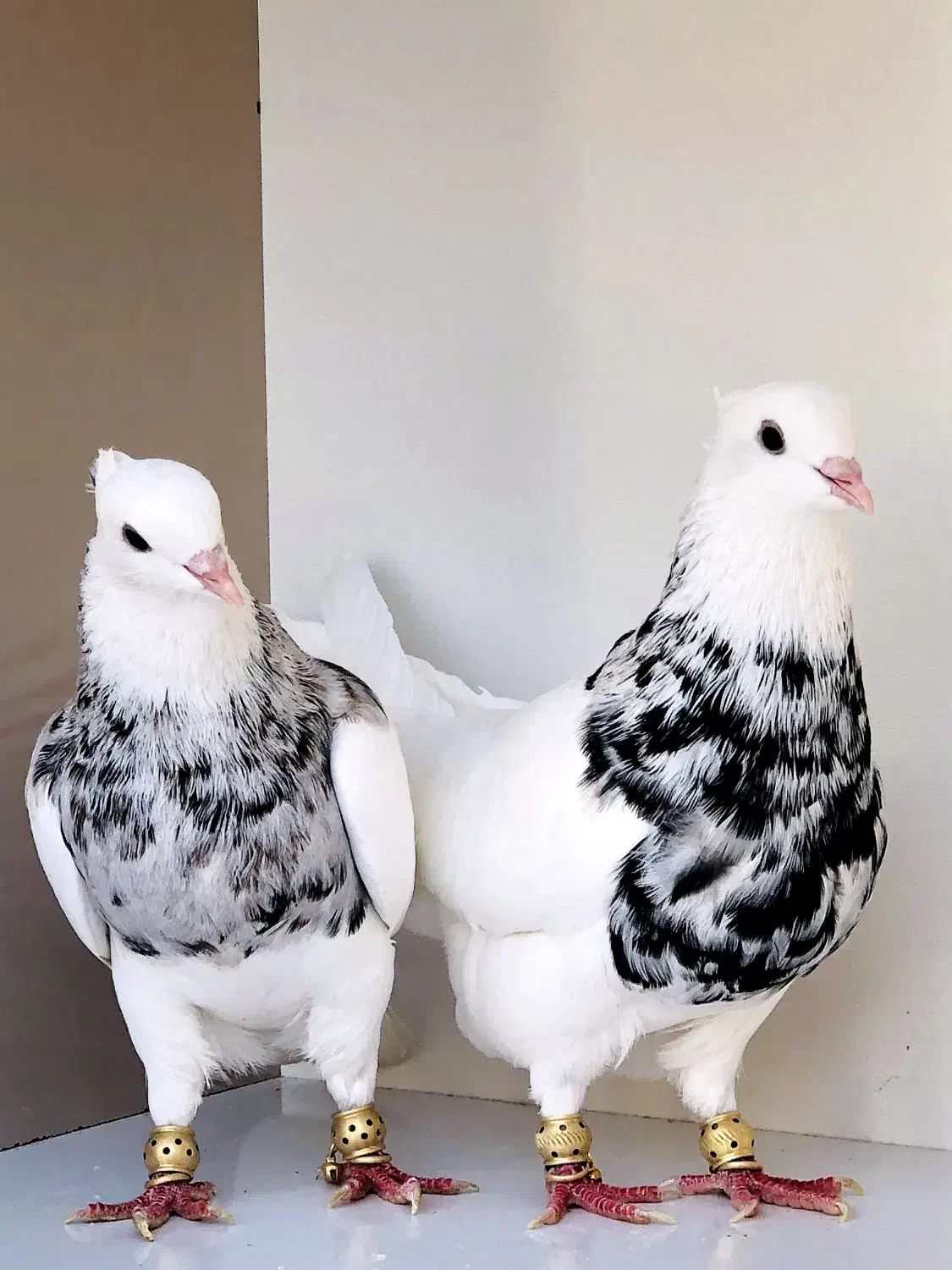 کبوتر طوقی|پرنده|سوسنگرد, |دیوار