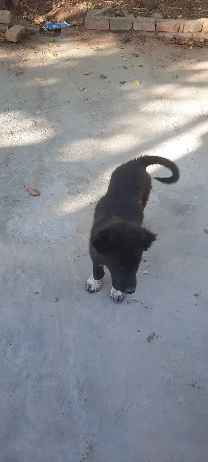 توله سگ نگهبان|سگ|محلات, |دیوار