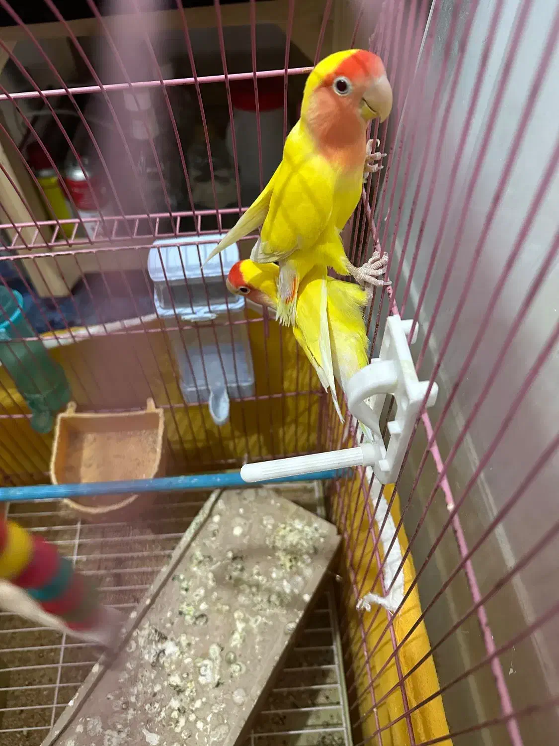 کوتوله برزیلی هلویی|پرنده|خمینیشهر, |دیوار